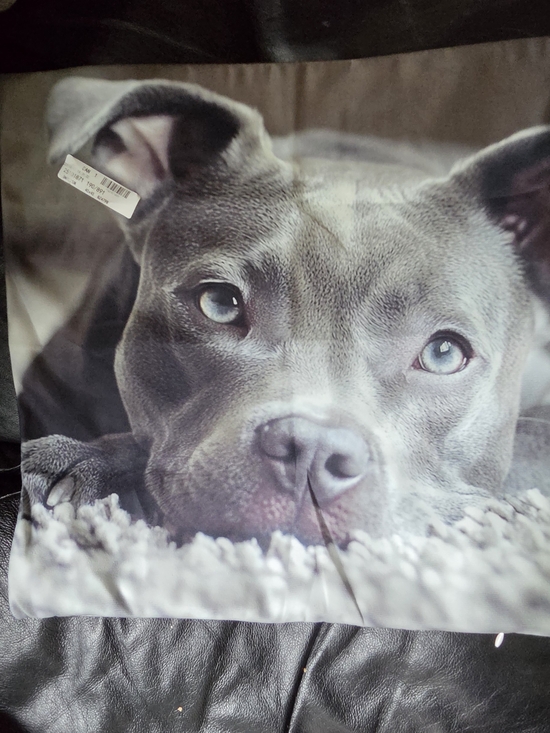 Bags of Love Other - Grey Pitbull Photo Accent Pillow Case 17.5"×17.5" NWT